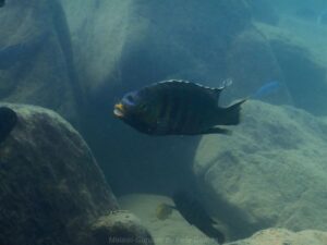 Petrotilapia genalutea 'Chilumba'